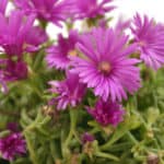 indigenous plants for your summer garden from Lifestyle Home Garden nursery and plant shop