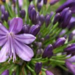 Indigenous plants for your summer garden from Lifestyle Home Garden nursery and plant shop