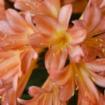 indigenous plants for your summer garden from Lifestyle Home Garden nursery and plant shop
