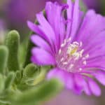indigenous plants for your summer garden from Lifestyle Home Garden nursery and plant shop