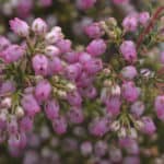 Erica Fynbos Indigenous Plants for our summer garden from Lifestyle Home Garden nursery and plant shop