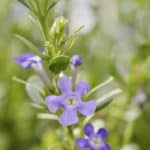 indigenous plants for your summer garden from Lifestyle Home Garden nursery and plant shop