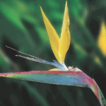indigenous plants for your summer garden from Lifestyle Home Garden nursery and plant shop