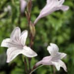 indigenous plants for your summer garden from Lifestyle Home Garden nursery and plant shop