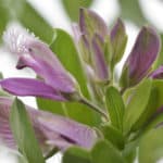 indigenous plants for your summer garden from Lifestyle Home Garden nursery and plant shop