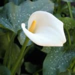 indigenous plants for your summer garden from Lifestyle Home Garden nursery and plant shop