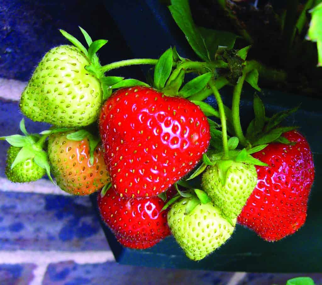 growing strawberries lifestyle home garden nursery and plant shop