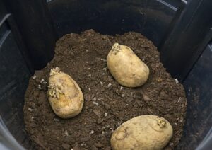potatoes lifestyle home garden nursery plant shop johannesburg gauteng