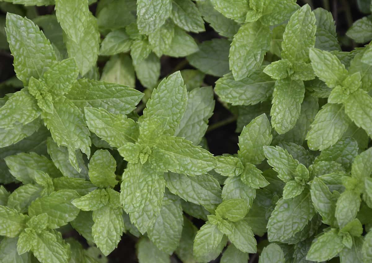 mint lifestyle home garden nursery plant shop johannesburg gauteng