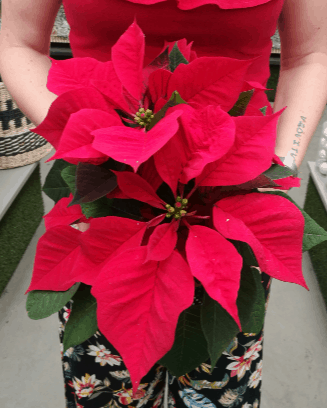 lifestyle home garden nursery plant shop johannesburg gauteng