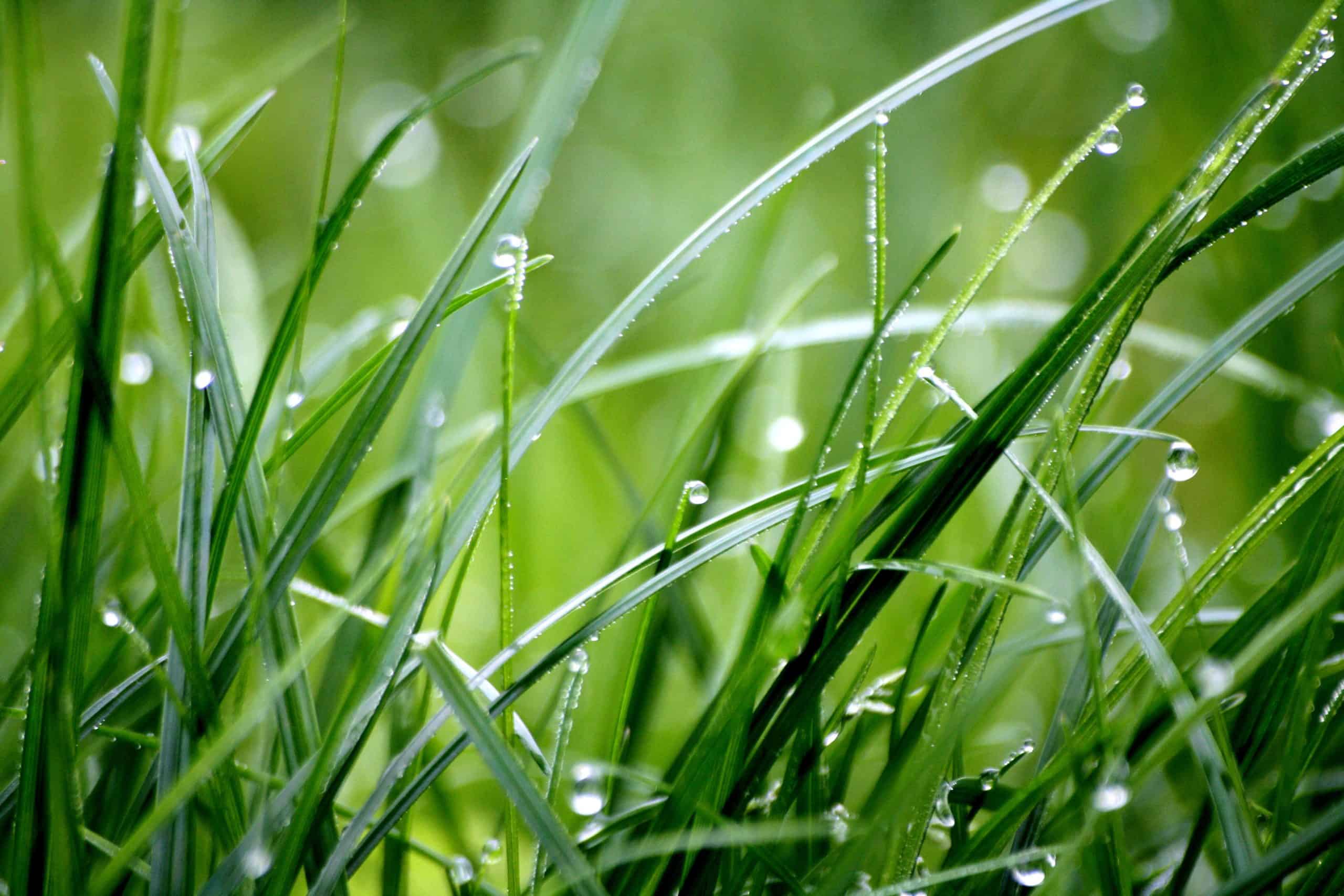 lifestyle home garden nursery plant shop grass rain johannesburg gauteng december gardening