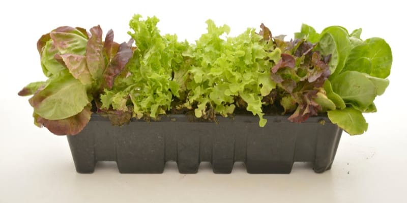 lettuce lifestyle home garden gardening plant shop nursery gauteng johannesburg blog plants