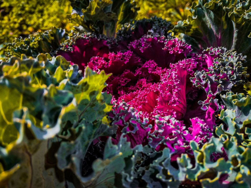 cabbage lifestyle home garden brassicas nursery plant shop johannesburg gauteng 