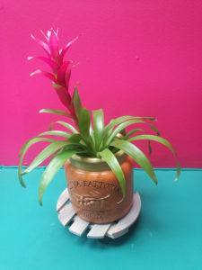 lifestyle home garden nursery plant shop bromeliad pots planters pot plant trolley castors balcony gardening johannesburg gauteng