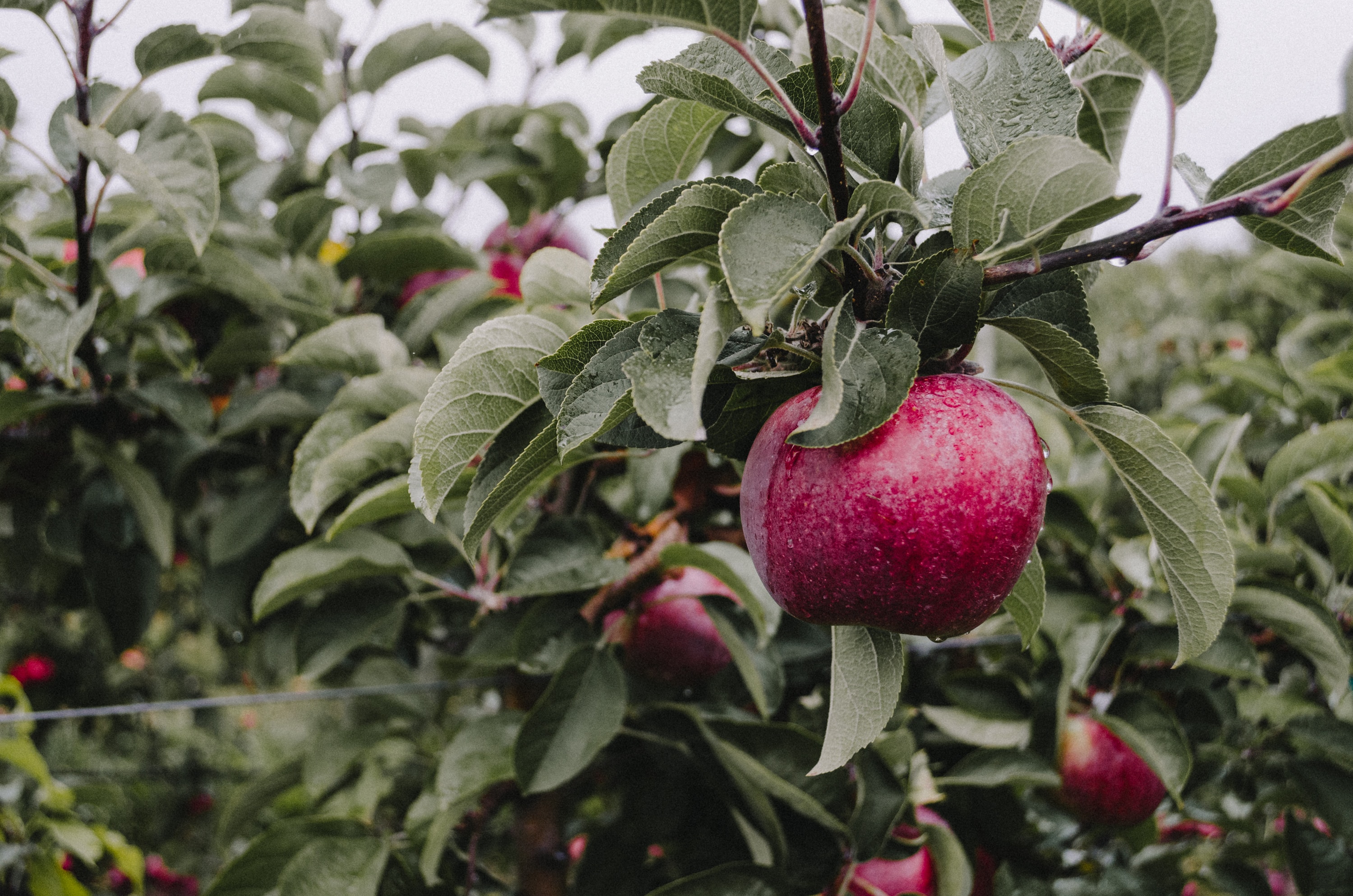 deciduous fruit trees lifestyle home garden nursery plant shop johannesburg gauteng pommes stone grow your own orchard espalier