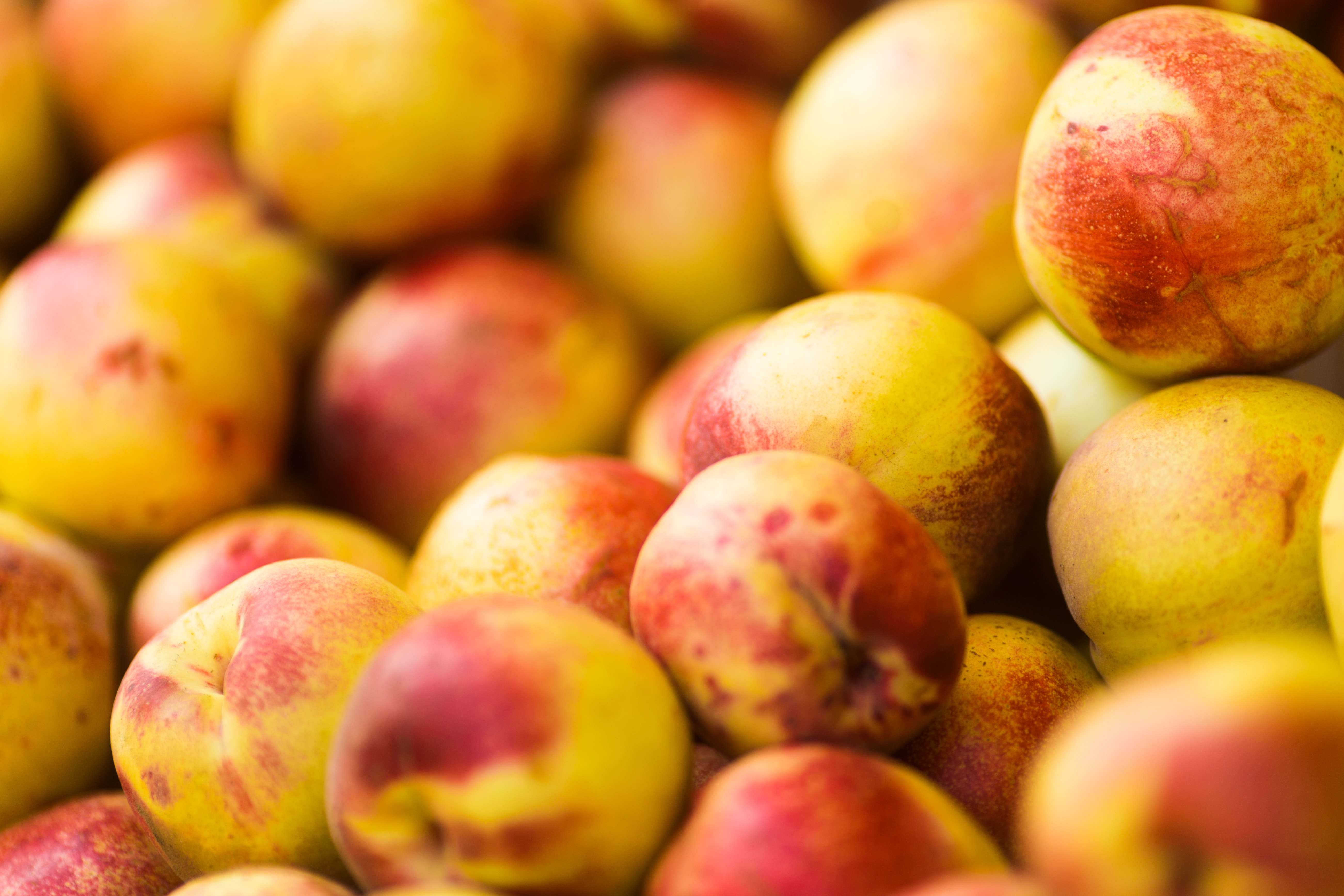 deciduous fruit trees lifestyle home garden nursery plant shop johannesburg gauteng pommes stone grow your own orchard espalier