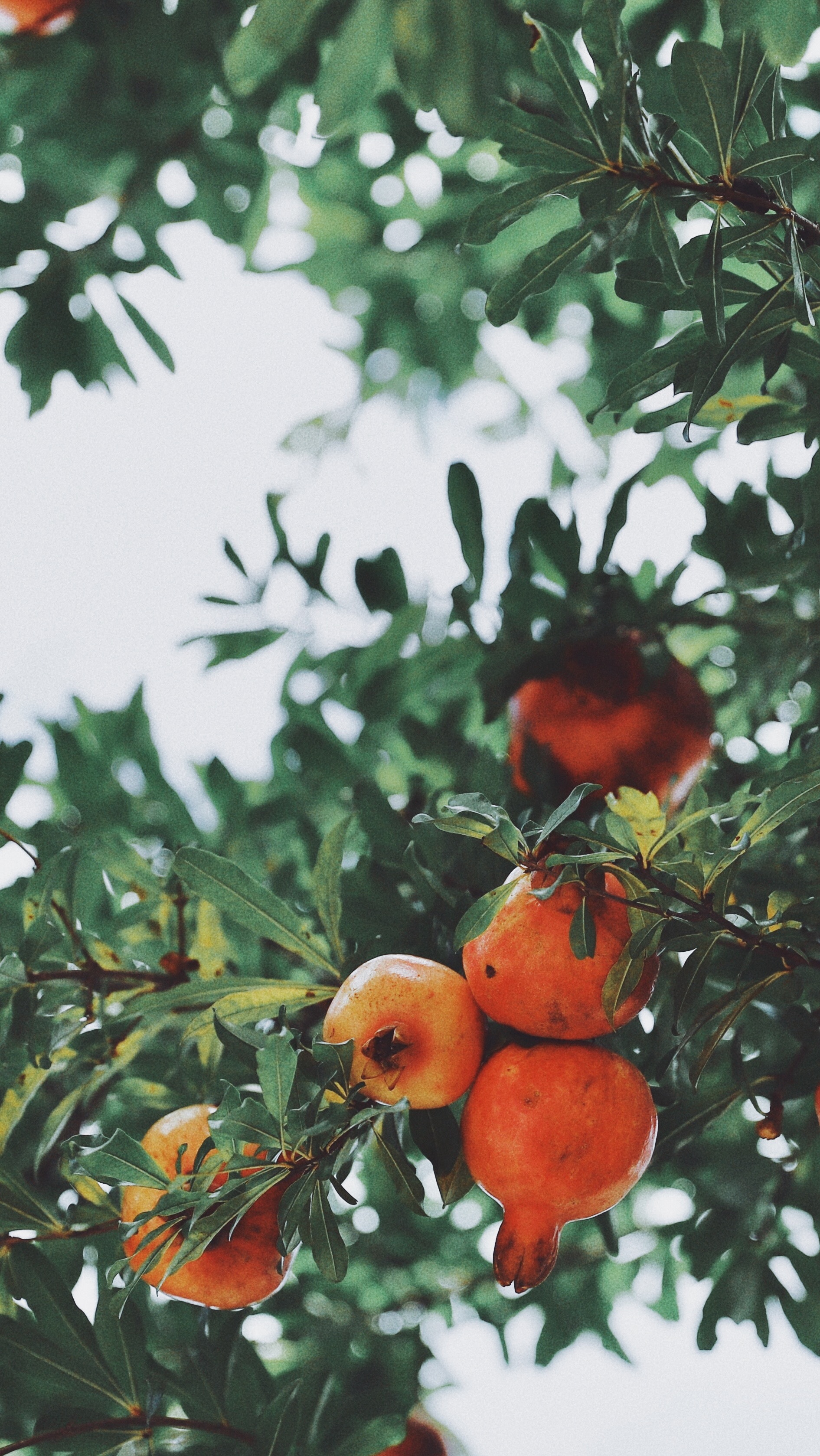 deciduous fruit trees lifestyle home garden nursery plant shop johannesburg gauteng pommes stone grow your own orchard espalier