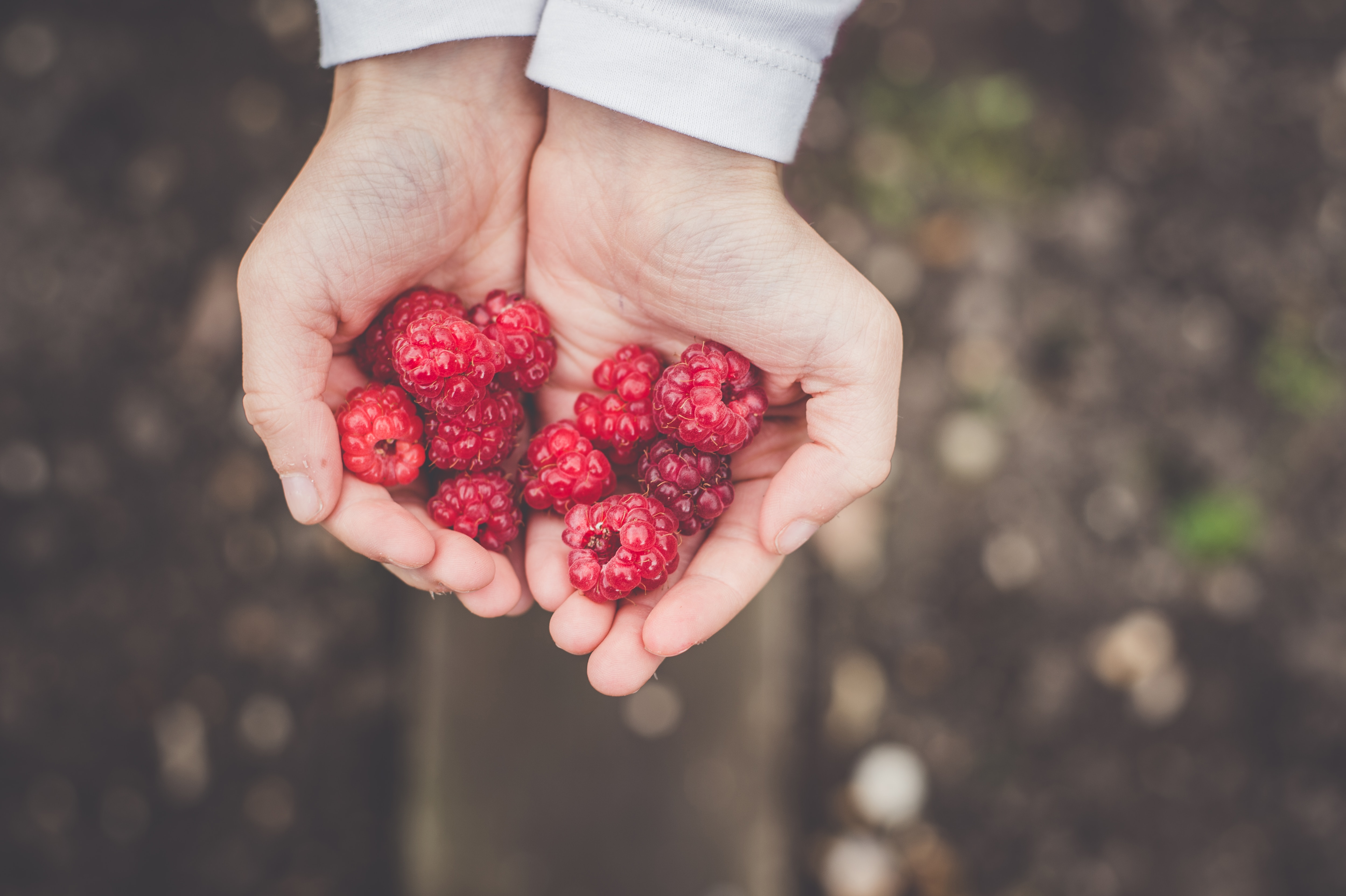raspberries berries lifestyle home garden nursery plant shop johannesburg gauteng grow your own food sustainable crop harvest spring summer