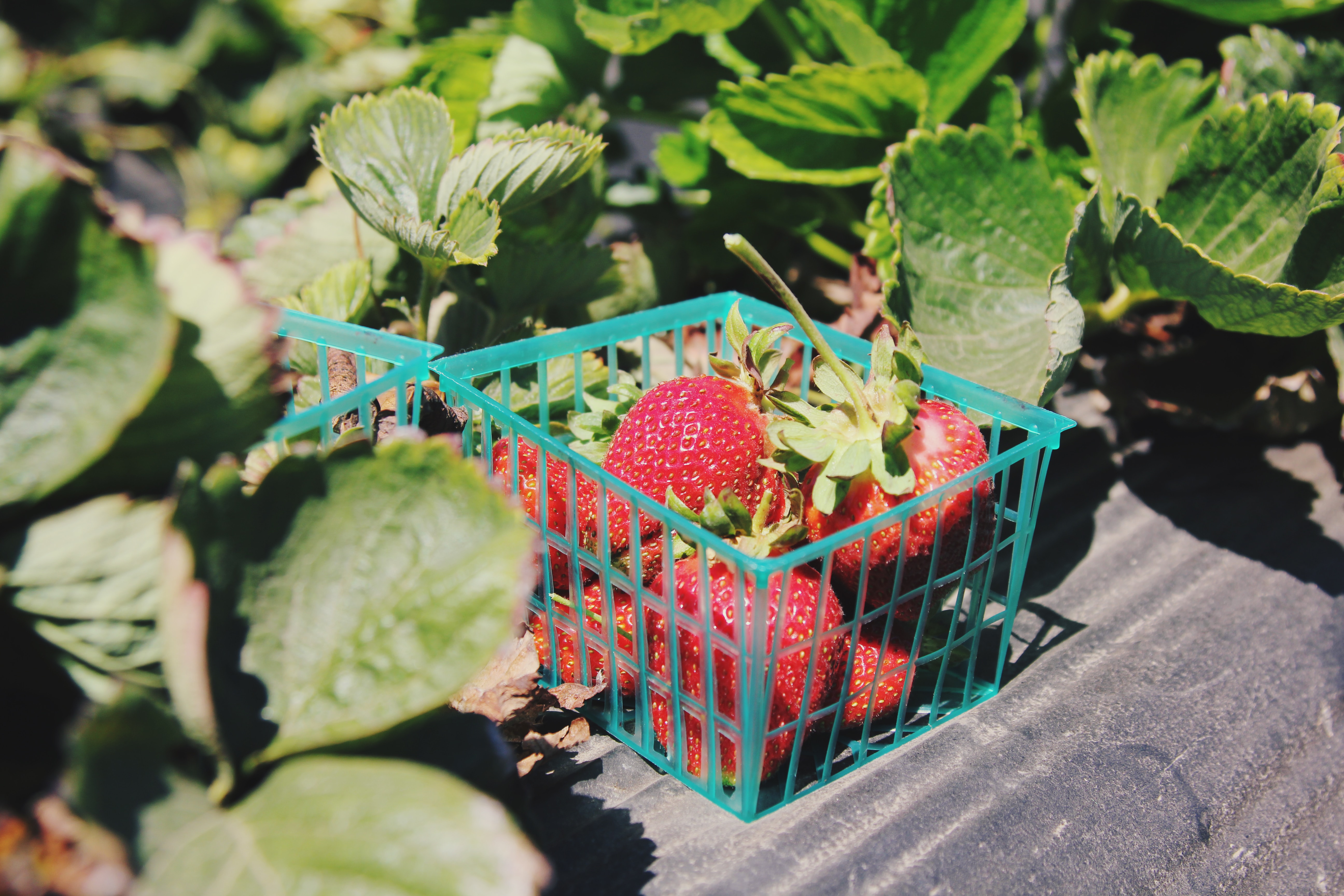 strawberries berries lifestyle home garden nursery plant shop johannesburg gauteng grow your own food sustainable crop harvest spring summer