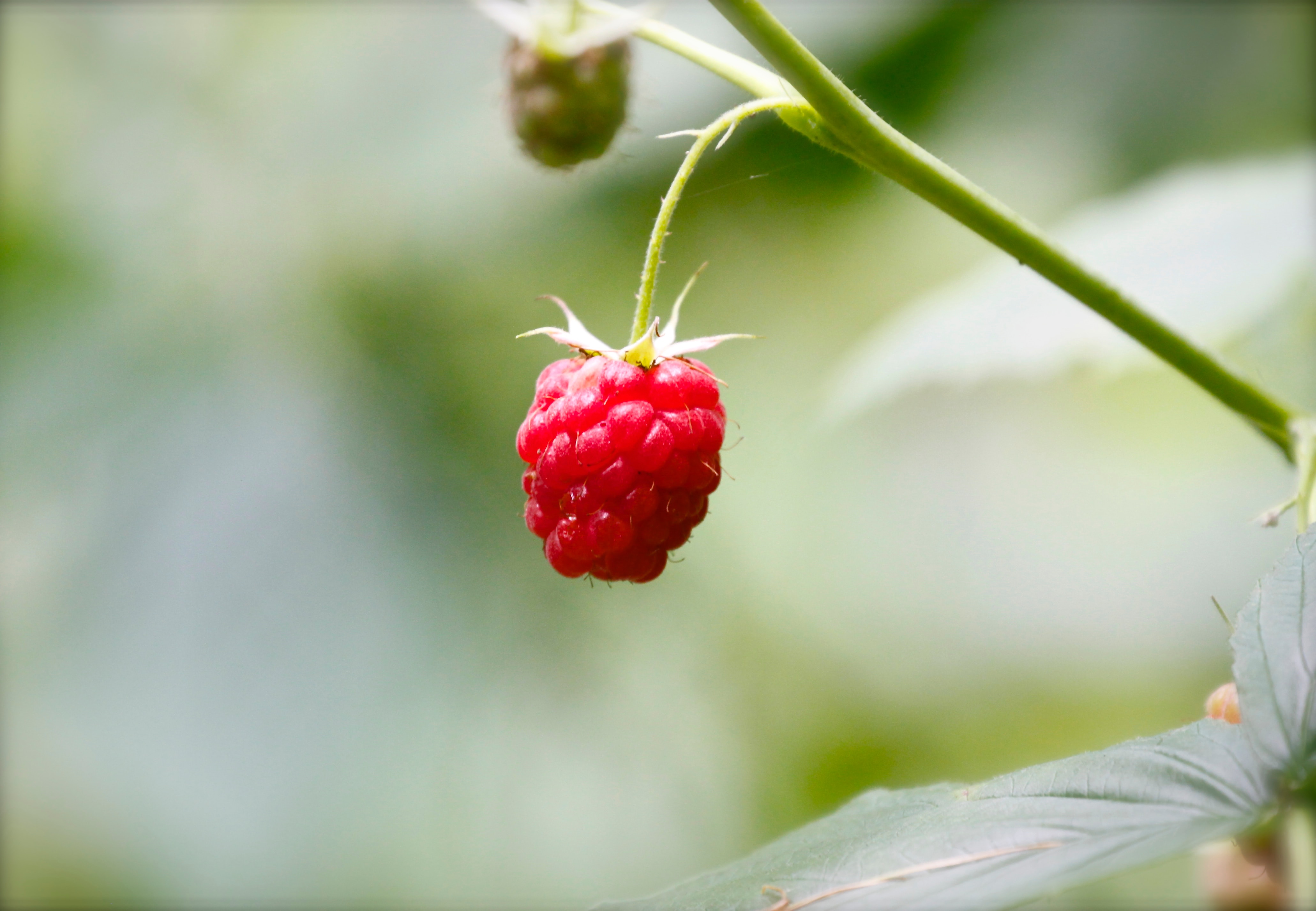 raspberries berries lifestyle home garden nursery plant shop johannesburg gauteng grow your own food sustainable crop harvest spring summer