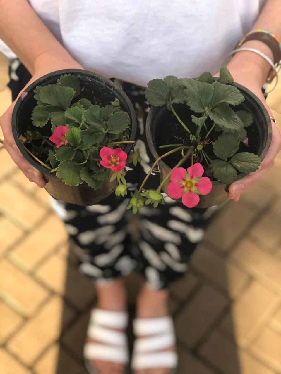 strawberries berries lifestyle home garden nursery plant shop johannesburg gauteng grow your own food sustainable crop harvest spring summer