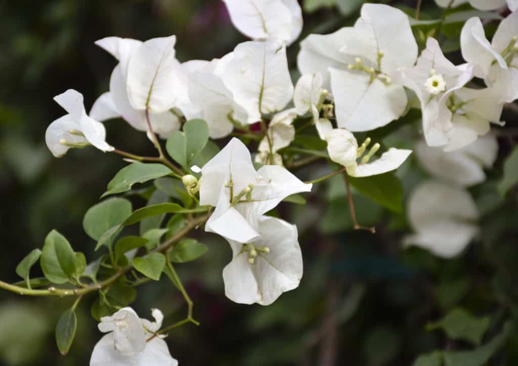 bougainvilleas flower climber plant garden lifestyle home grow beauty colour nursery plant shop 