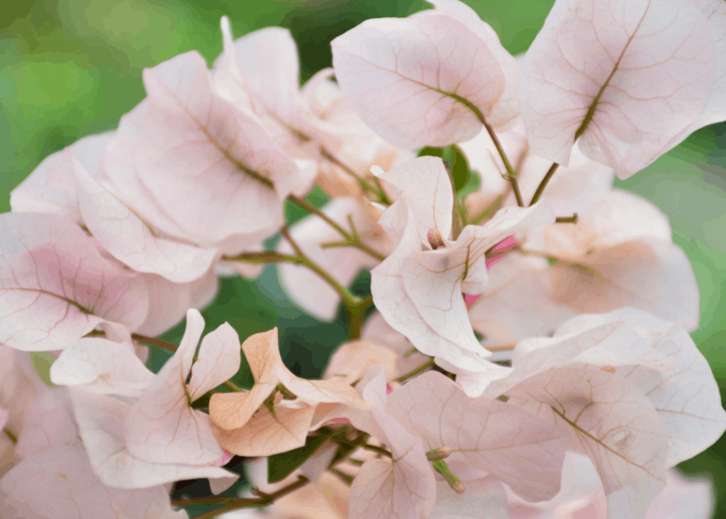 bougainvilleas flower climber plant garden lifestyle home grow beauty colour nursery plant shop 