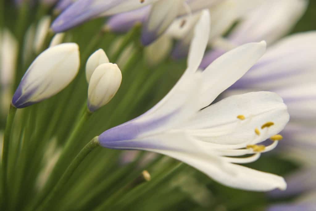 lifestyle home garden agapanthus flowers bloom gardening nursery plant shop johannesburg gauteng
