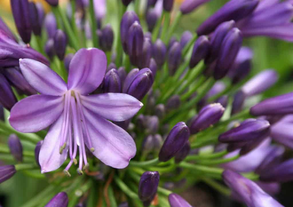 lifestyle home garden agapanthus flowers bloom gardening nursery plant shop johannesburg gauteng