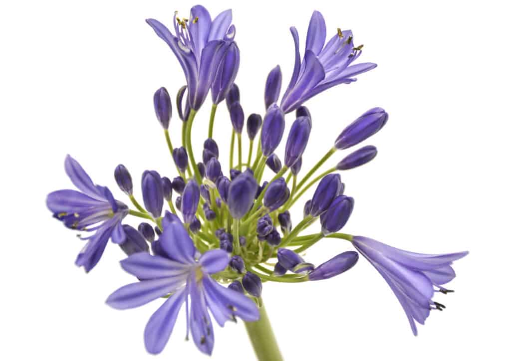 lifestyle home garden agapanthus flowers bloom gardening nursery plant shop johannesburg gauteng
