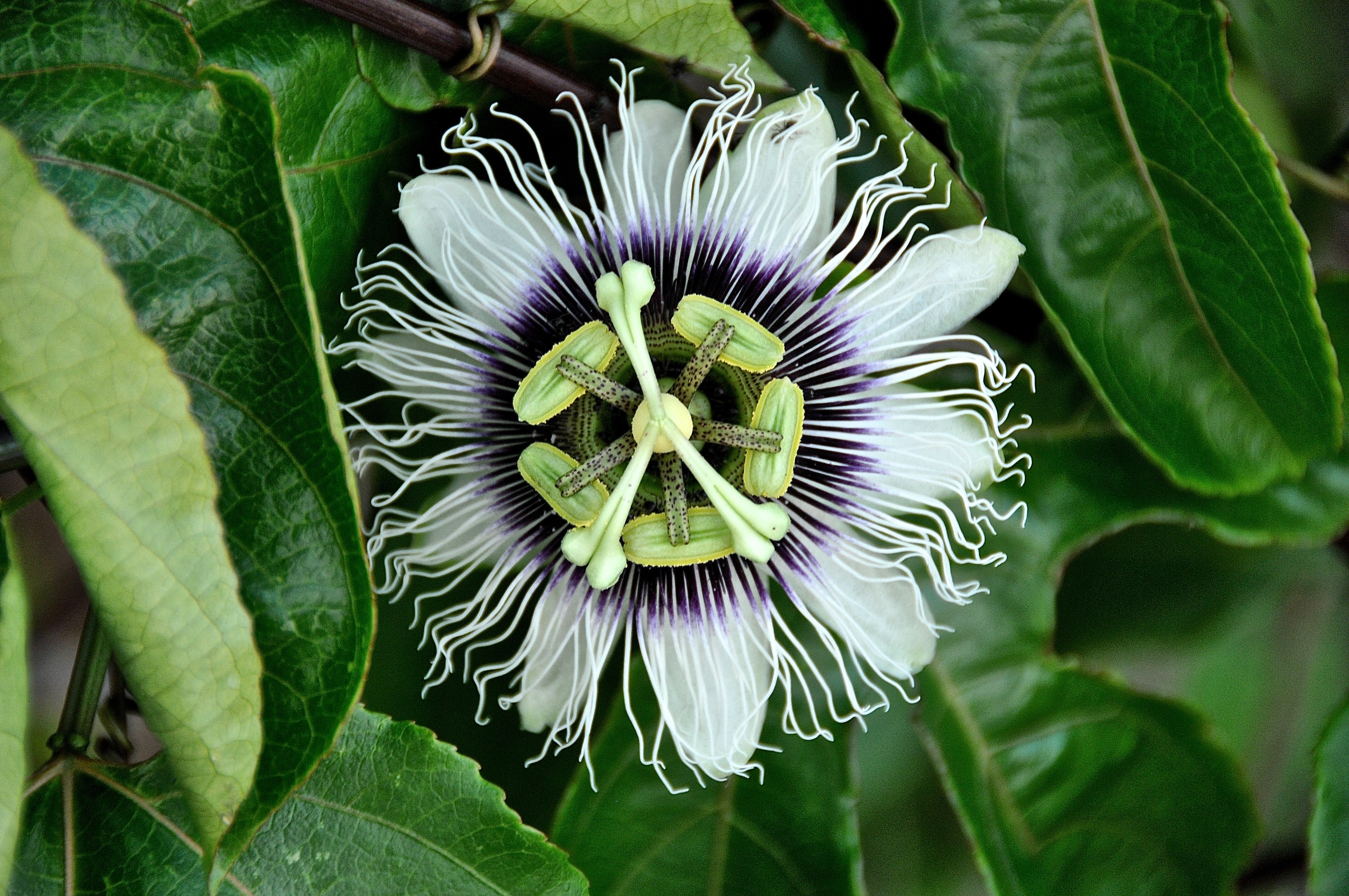 passion fruit granadilla fruit grow your own lifestyle home garden nursery plant shop johannesburg gauteng