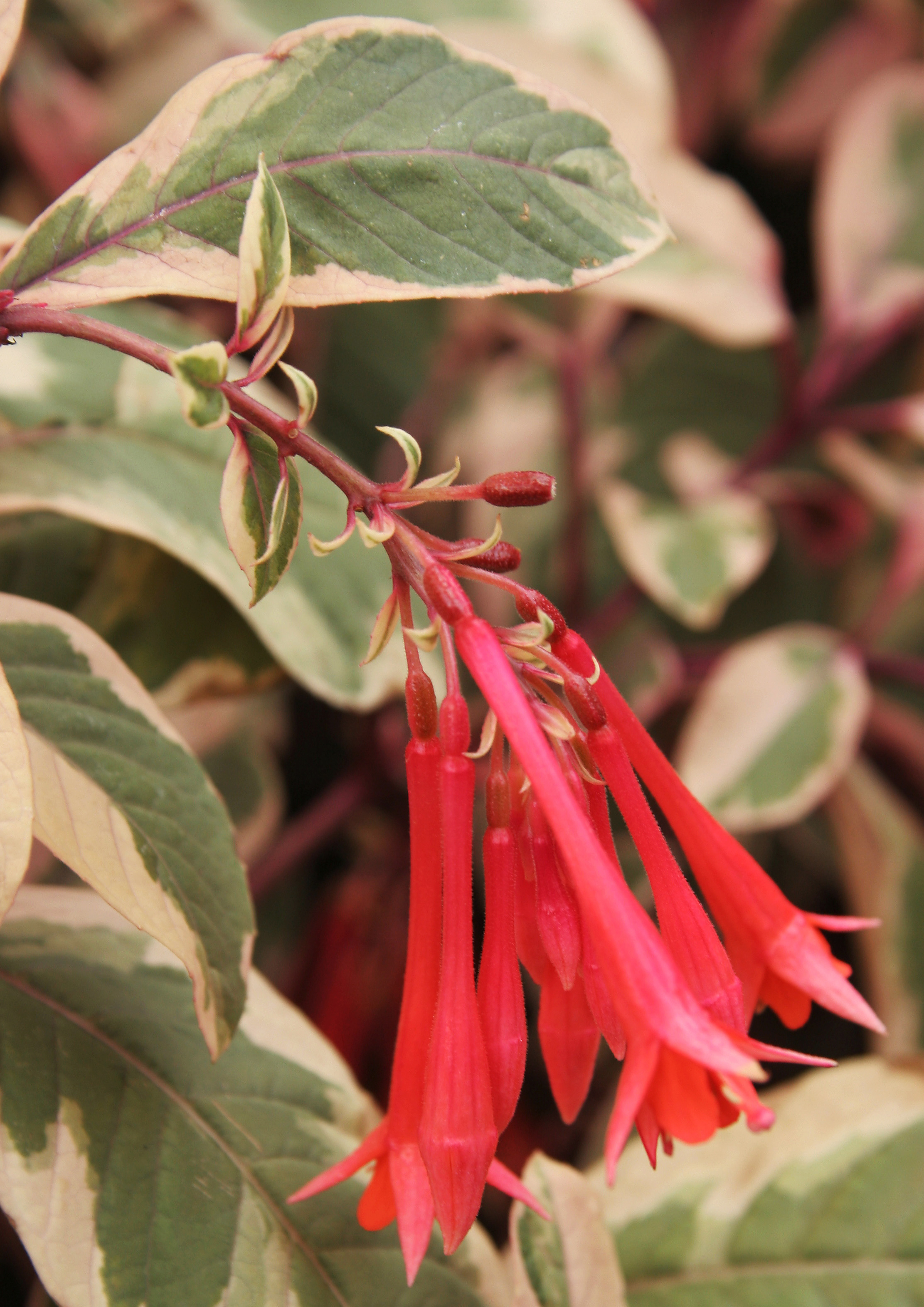 fuchsia flower south africa highveld lifestyle home garden nursery plant shop johannesburg gauteng