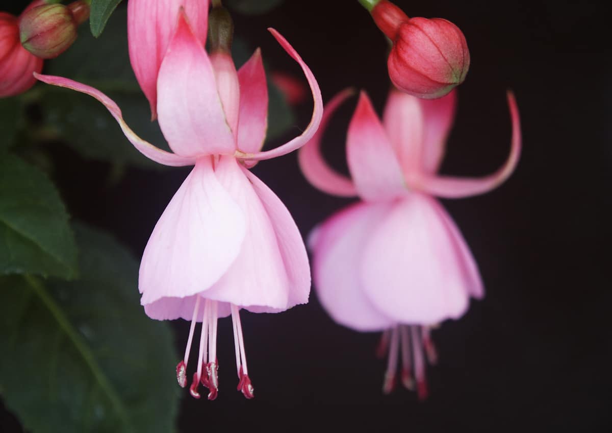 fuchsia flower south africa highveld lifestyle home garden nursery plant shop johannesburg gauteng
