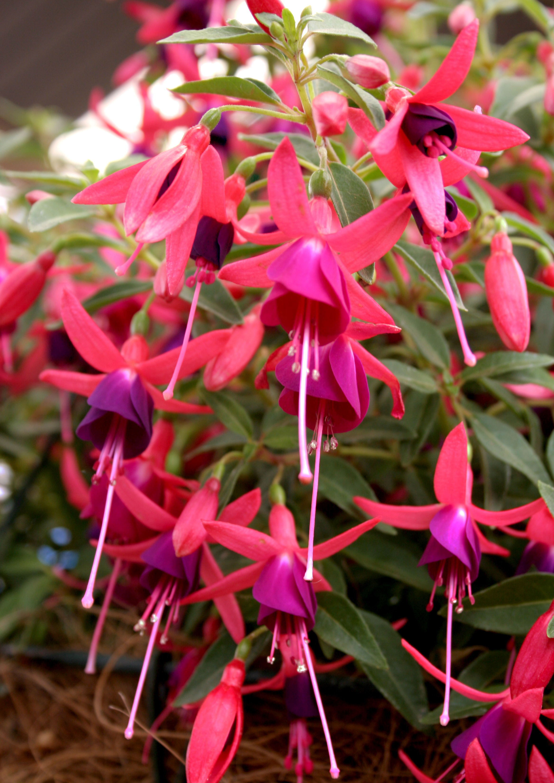fuchsia flower south africa highveld lifestyle home garden nursery plant shop johannesburg gauteng