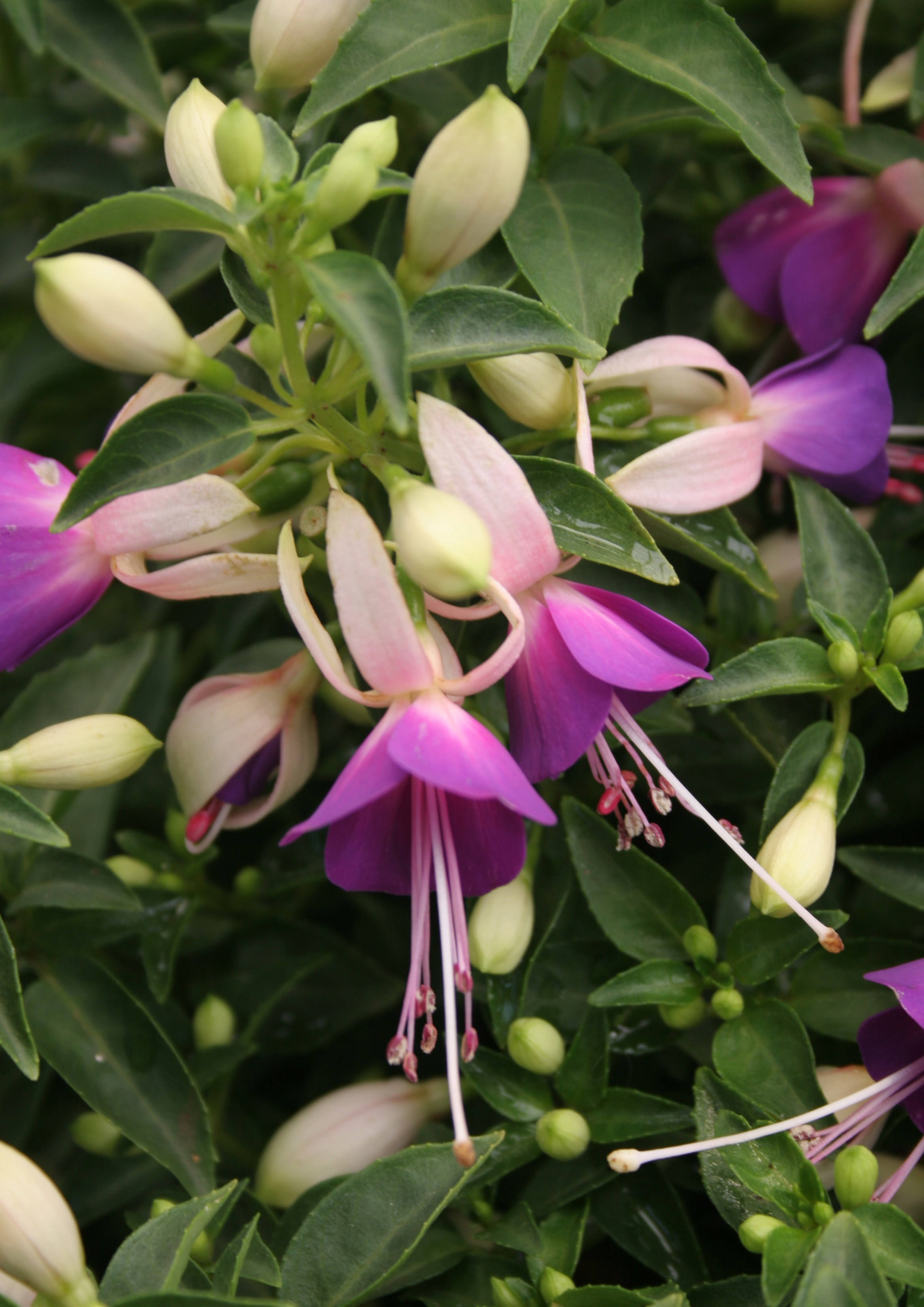 fuchsia flower south africa highveld lifestyle home garden nursery plant shop johannesburg gauteng