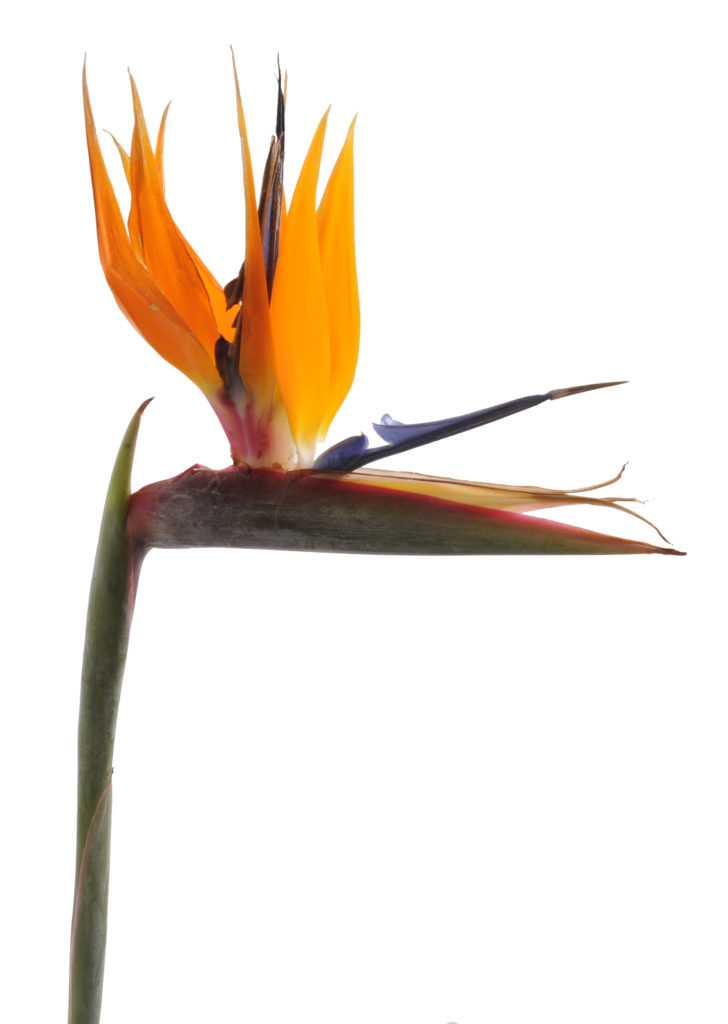 south african birds africa bird lifestyle home garden sustainability shop nursery plant strelitzia local lekker green