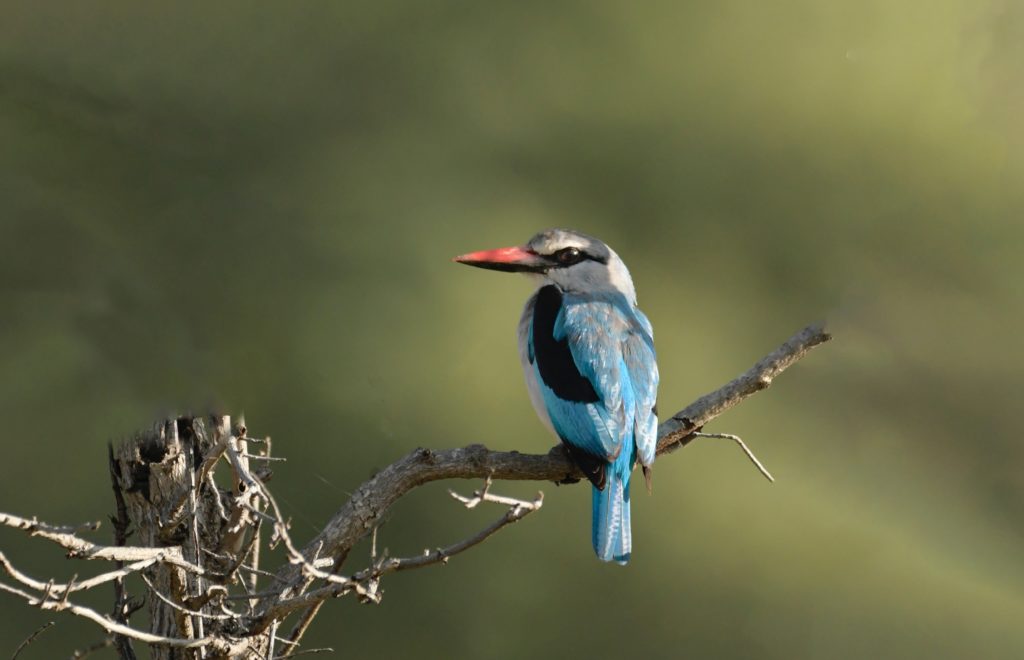 south african birds africa bird lifestyle home garden sustainability shop nursery plant hoopoe local lekker green