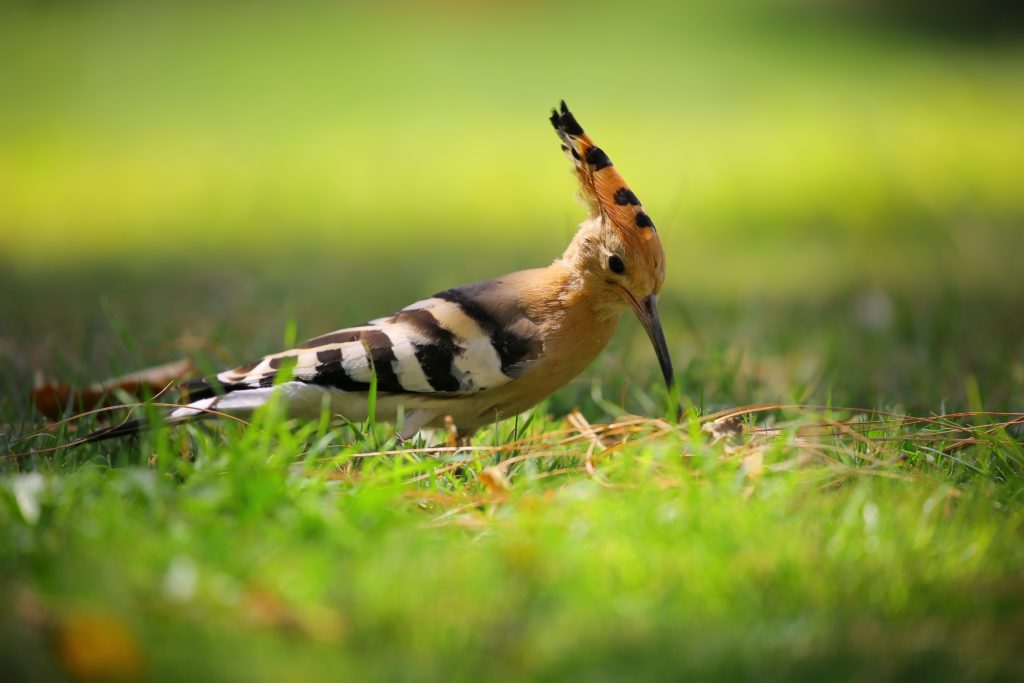 south african birds africa bird lifestyle home garden sustainability shop nursery plant hoopoe local lekker green