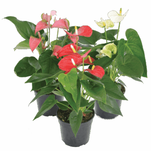 Anthurium Andraeanum