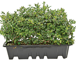 Abelia ‘Dwarf Gnome®’Hedge