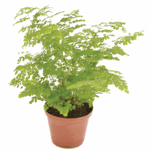 Adiantum raddianum