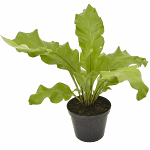 Bird’s Nest Fern