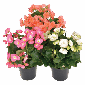 Begonia elatior