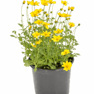 Bidens ferulifolia