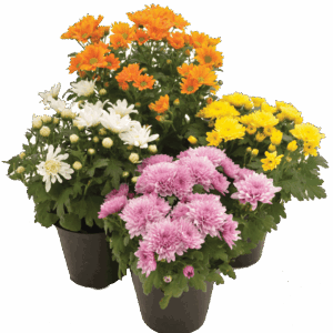 Chrysanthemum morifolium