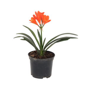 25cm Clivia Miniata For Year-Round Interest From Lifestyle Home Garden
