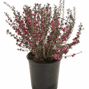 Leptospermum 'Burgundy Queen'