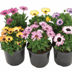 Osteospermum Hybrid (Mixed Colours)