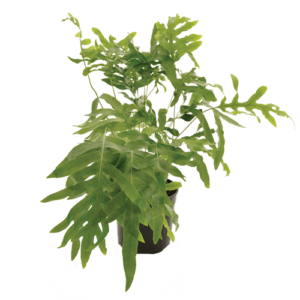Frilly Leaved Blue Star Fern