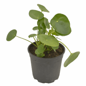 Chinese Money Plant